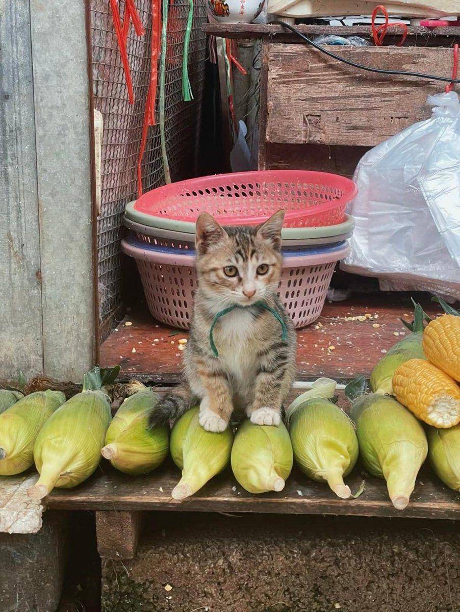 potret lucu kucing terobsesi jagung mentah (x.com/CatWorkers)