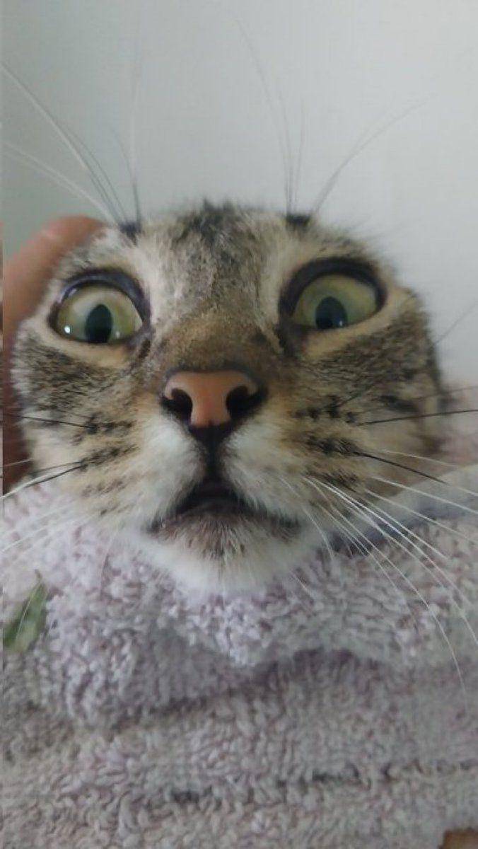 potret lucu hooman ngejampi-jampi kucing mujair (x.com/CatsHeld)