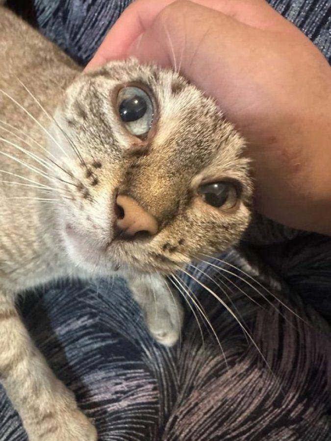 potret lucu hooman ngejampi-jampi kucing mujair (x.com/CatsHeld)