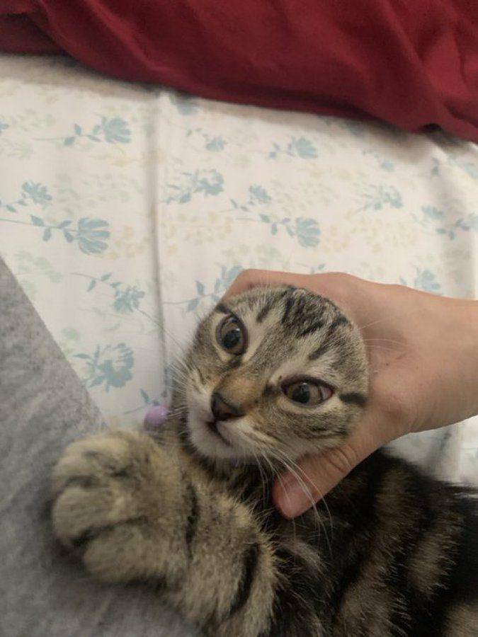 potret lucu hooman ngejampi-jampi kucing mujair (x.com/CatsHeld)