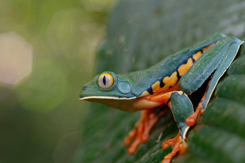 ilustrasi katak pohon splendid (flickr.com/Alessandro Chiezzi)