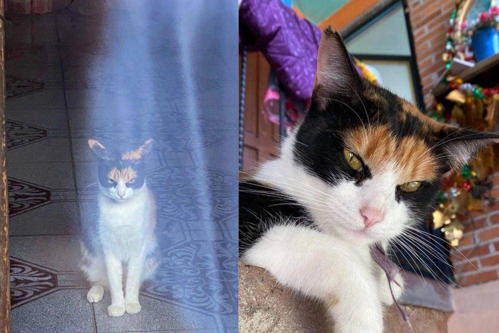 kolase foto kucing dengan campuran warna bulu paling kocak (reddit.com/Elisa0w0)