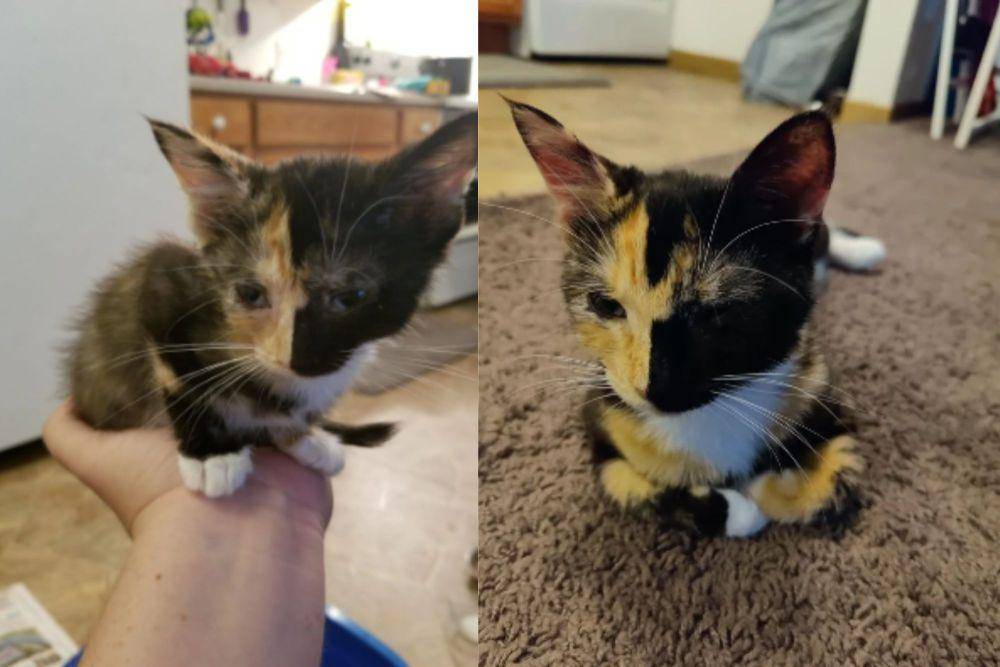 kolase foto kucing dengan campuran warna bulu paling kocak (reddit.com/Emil000)