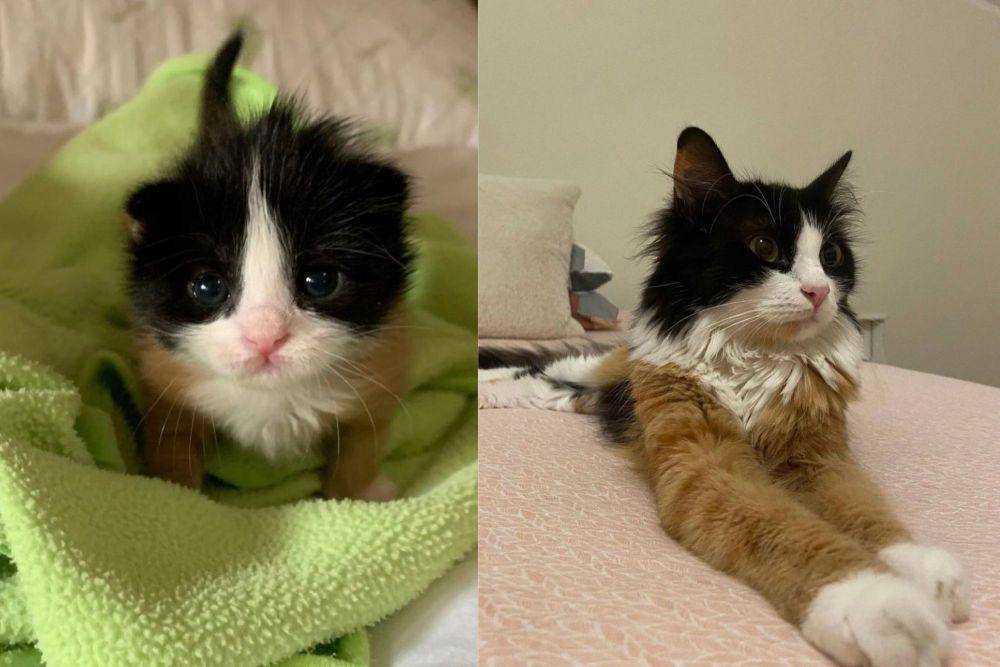 kolase foto kucing dengan campuran warna bulu paling kocak (x.com/PunchingCat)