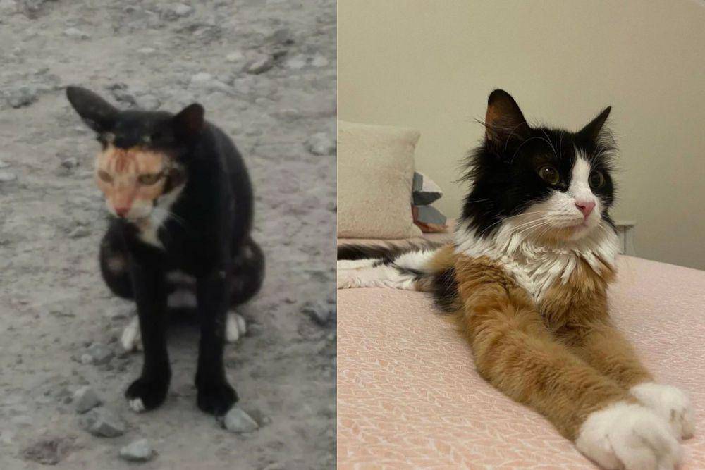 kolase foto kucing dengan campuran warna bulu paling kocak (reddit.com/Semantiks I x.com/PunchingCat)