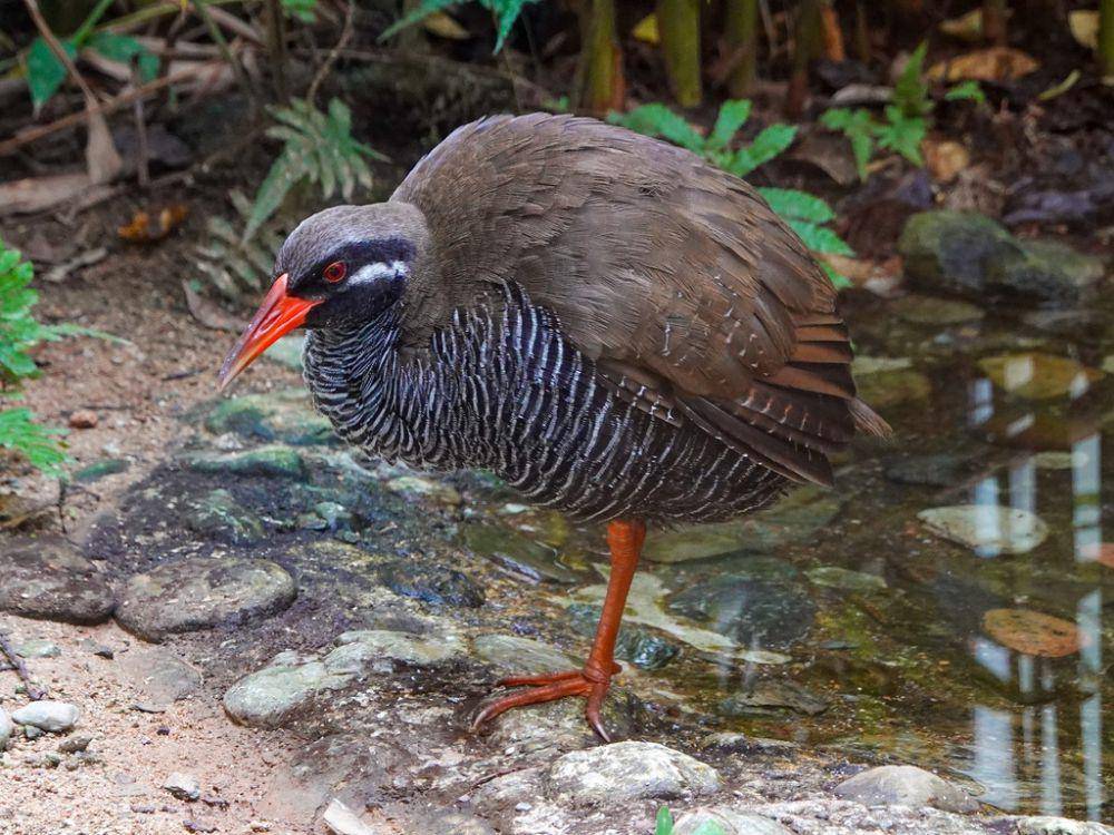 Okinawa rail memiliki suara khas (inaturalist.org/orthoptera-jp)