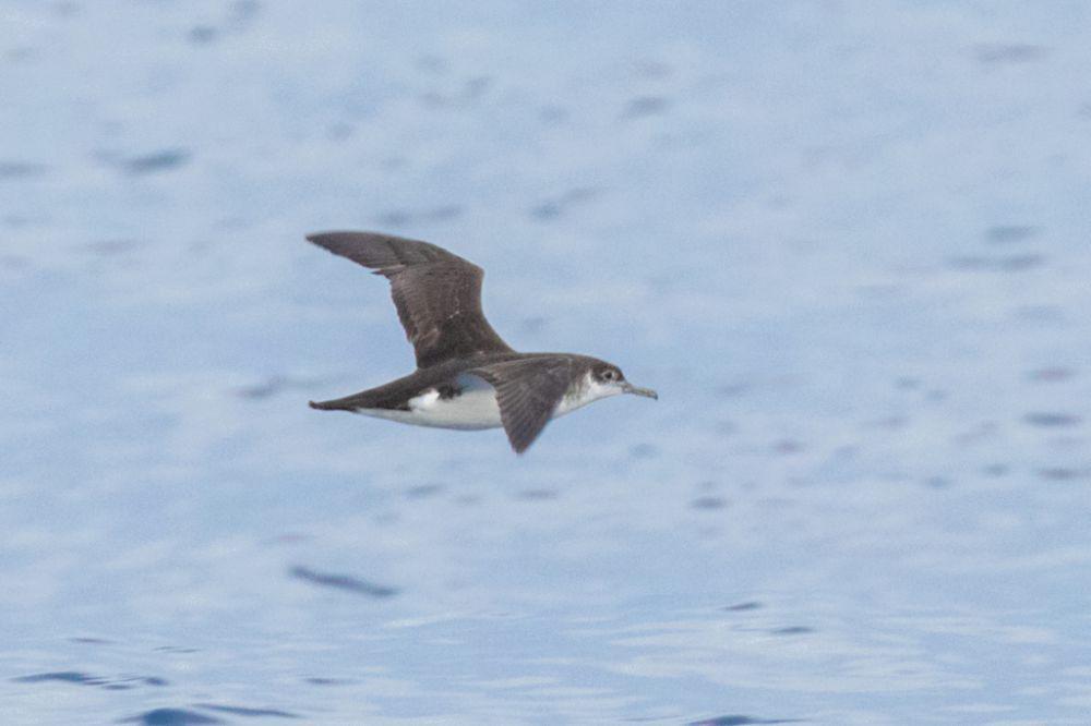 5 Fakta Unik Manx Shearwater, Panggilannya Dikaitkan dengan Hal Gaib