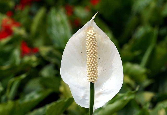 ilustrasi peace lily (pixabay.com/ignartonosbg)
