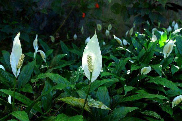 ilustrasi peace lily (pixabay.com/Gadini)