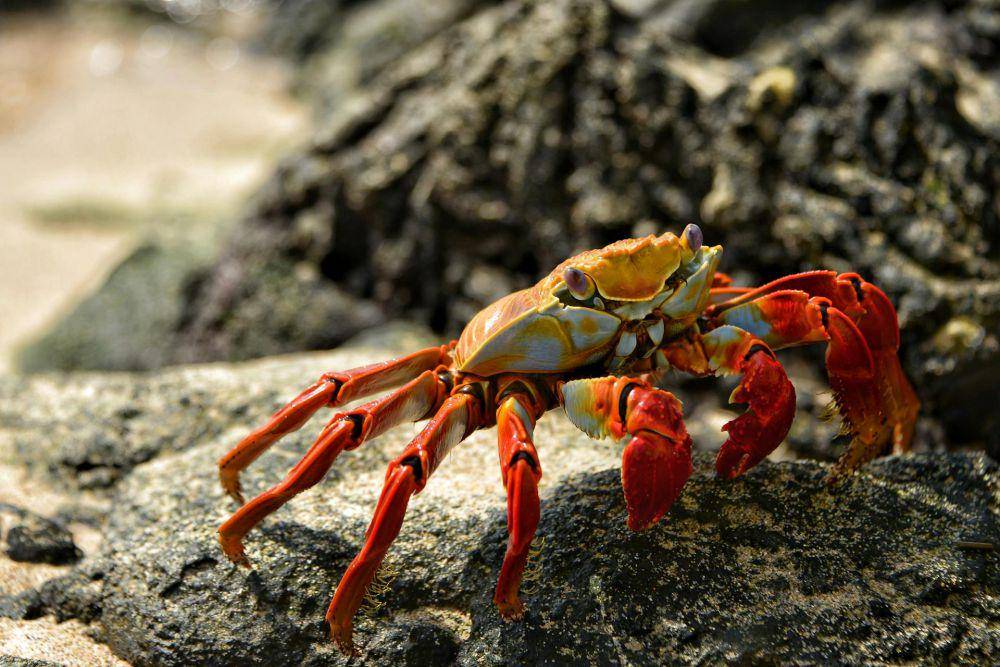 ilustrasi hewan kepiting (pexels.com/Summer Li)