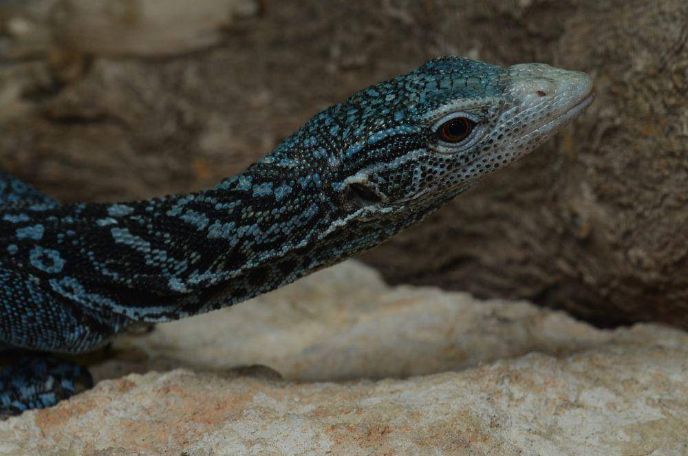 biawak pohon tutul biru. (pixabay.com/reptilesweb)