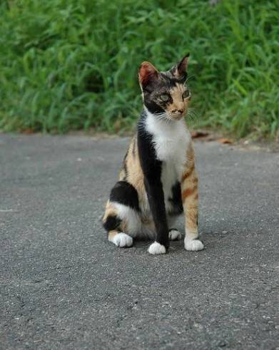 kolase foto kucing dengan campuran warna bulu paling kocak (reddit.com/flourish01)
