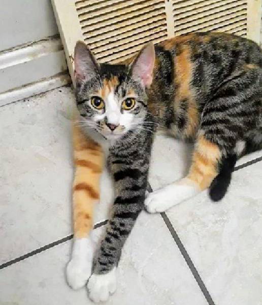 kolase foto kucing dengan campuran warna bulu paling kocak (reddit.com/DangerSquirrel442)