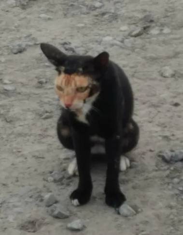kolase foto kucing dengan campuran warna bulu paling kocak (reddit.com/Semantiks)
