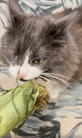 potret lucu kucing terobsesi jagung mentah (reddit.com/Oneeyedpopeye)