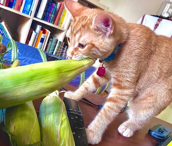 potret lucu kucing terobsesi jagung mentah (reddit.com/Shamploop)