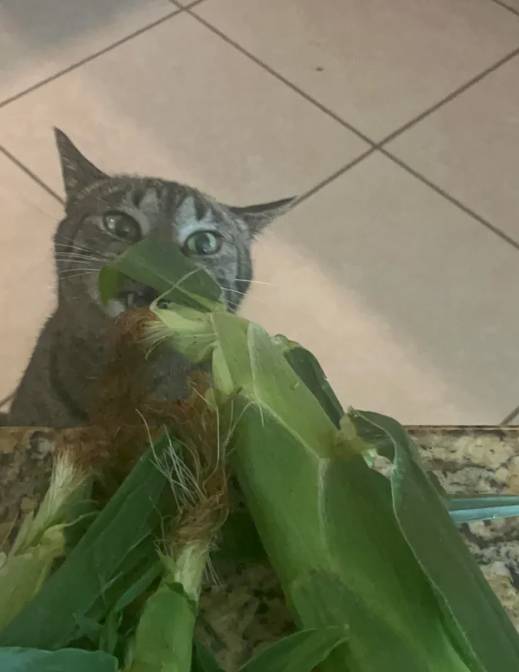 potret lucu kucing terobsesi jagung mentah (reddit.com/Kitty_kat2025)