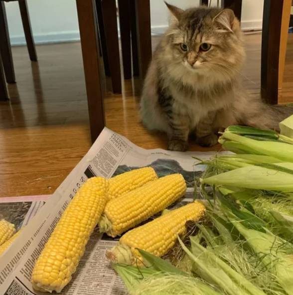 potret lucu kucing terobsesi jagung mentah (reddit.com/Ophelia_Y2K)