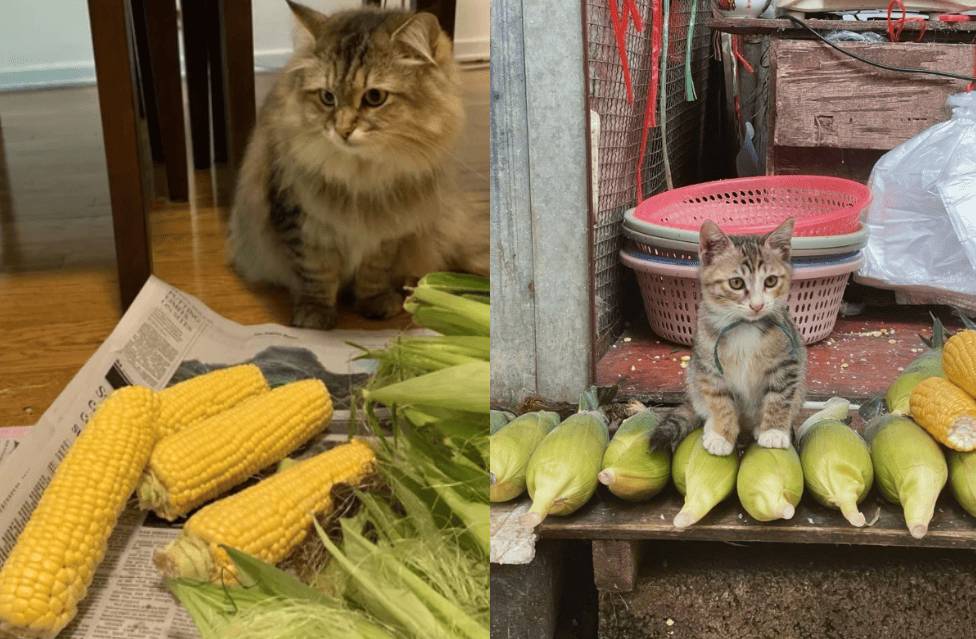 kolase potret lucu kucing terobsesi jagung mentah (reddit.com/Ophelia_Y2K I x.com/CatWorkers)