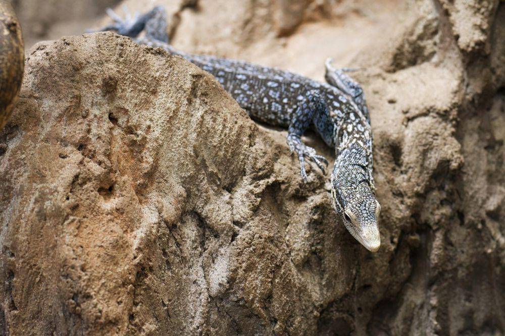 biawak pohon tutul biru. (pixabay.com/Mircea Iancu)