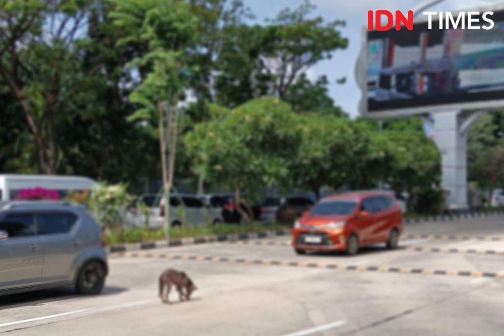 Anjing Scabies di Kawasan Parkir, Pengelola: Bandara Dekat Pemukiman