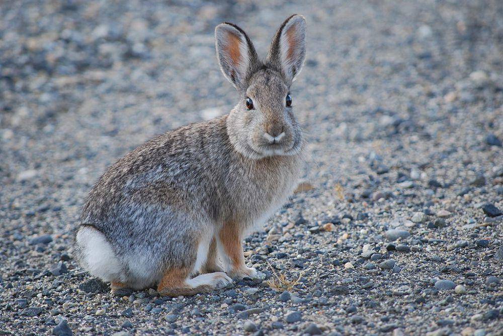 ilustrasi Sylvilagus nuttallii (commons.wikimedia.org/Justin Wilde)