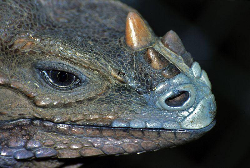 Iguana badak (commons.wikimedia.org/Bernard DUPONT)