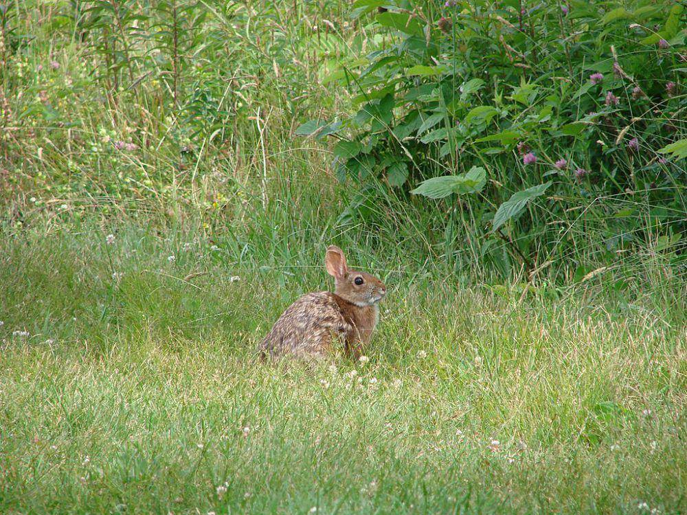 ilustrasi Sylvilagus transitionalis (commons.wikimedia.org/U.S. Fish and Wildlife Service Northeast Region)