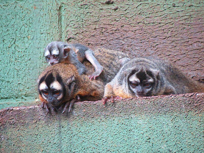 Black-headed night monkey (commons.wikimedia.org/Miguelrangeljr)