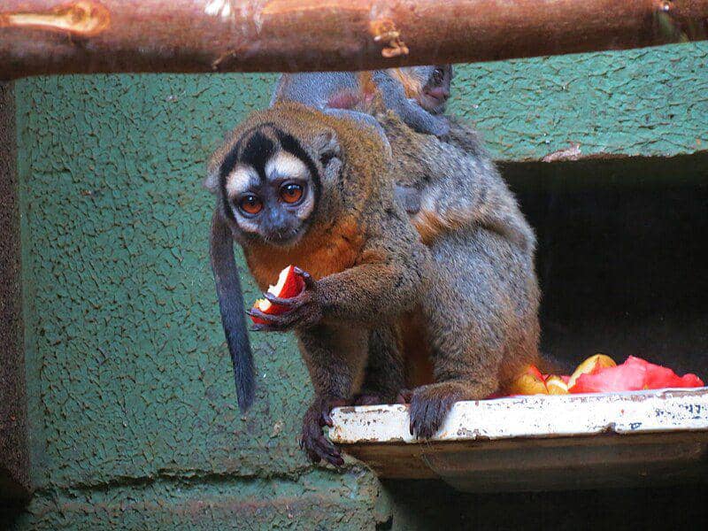 Black-headed night monkey (commons.wikimedia.org/Miguelrangeljr)