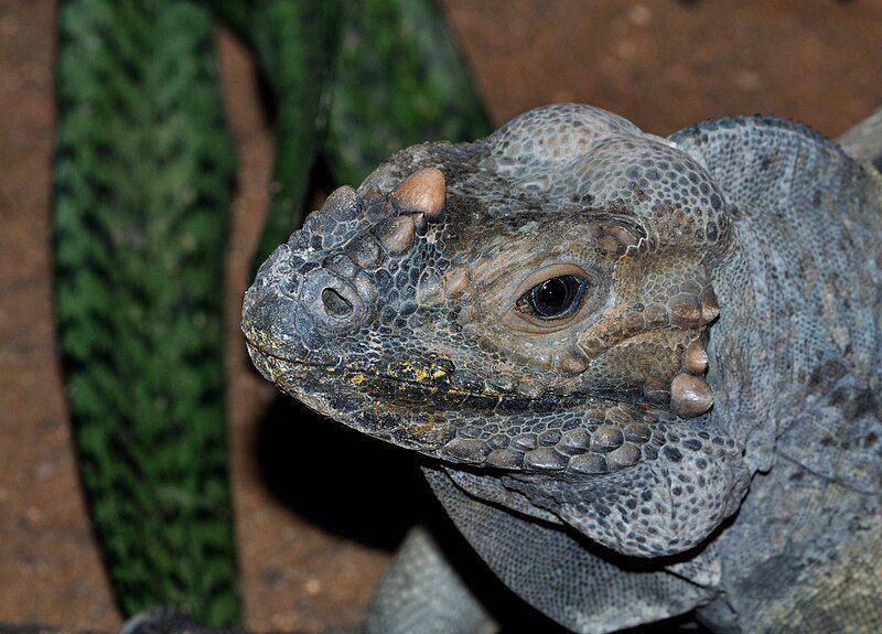 Iguana badak (commons.wikimedia.org/Quartl)