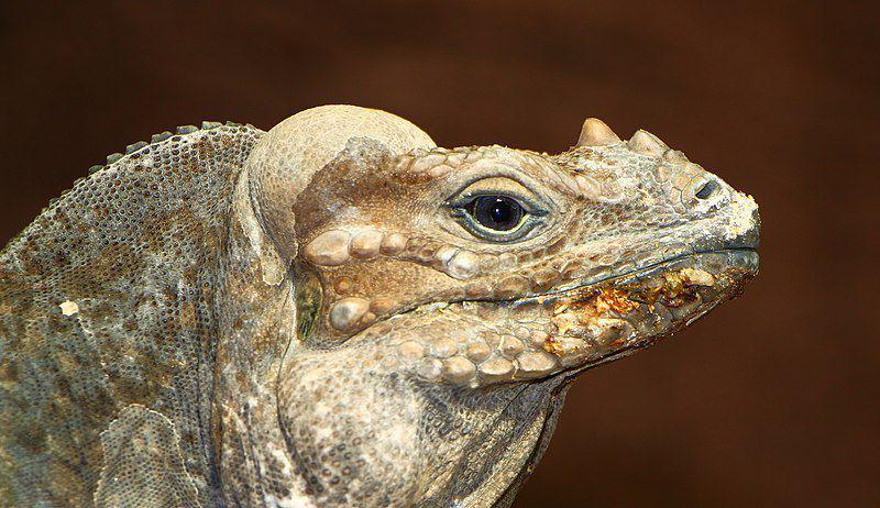 6 Fakta Iguana Badak, Berkomunikasi dengan Menganggukkan Kepala