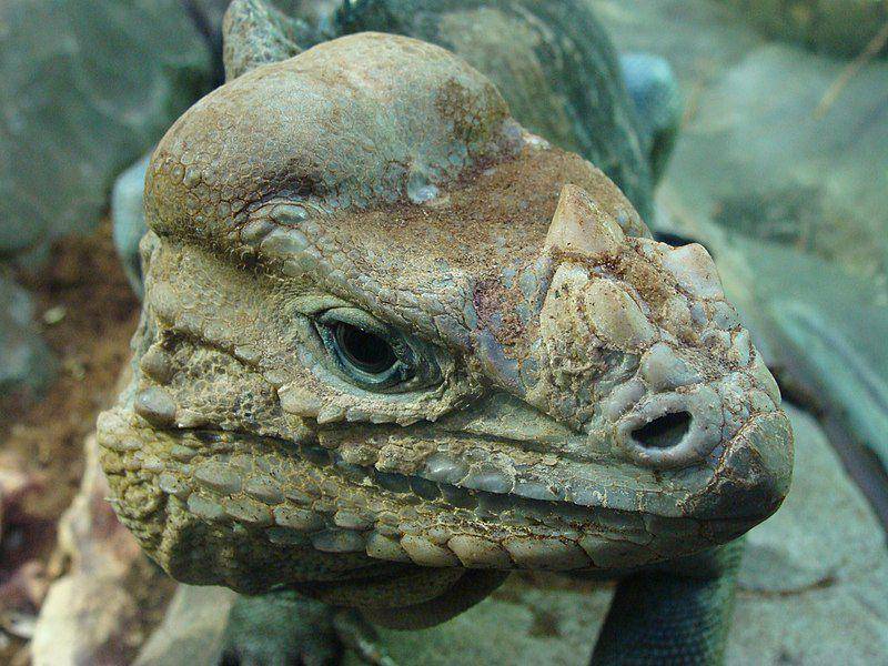 Iguana badak (commons.wikimedia.org/Fernando Losada Rodríguez)