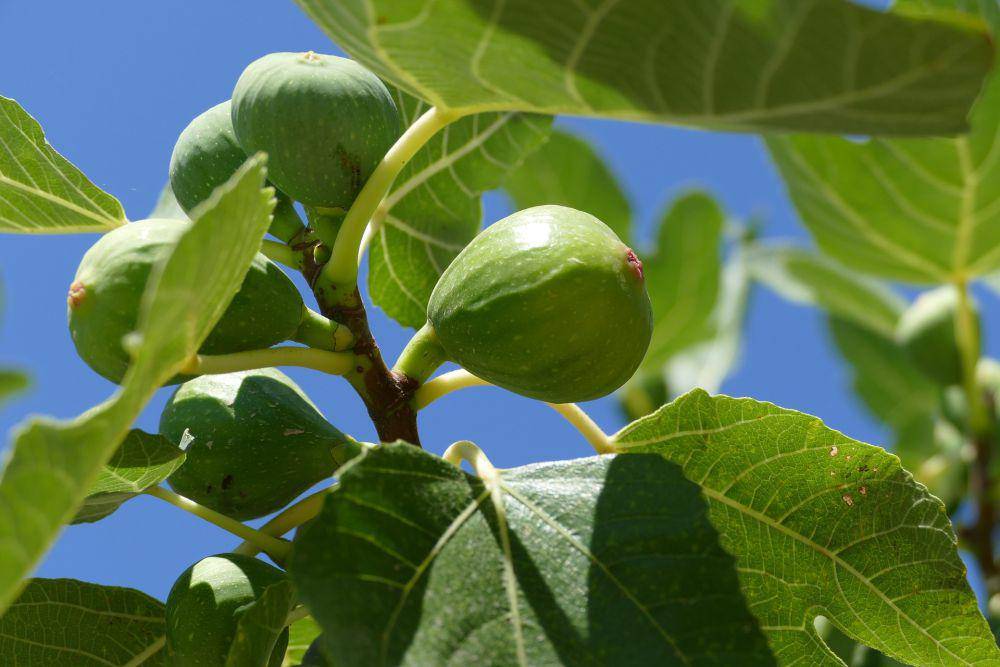 ilustrasi pohon buah tin
