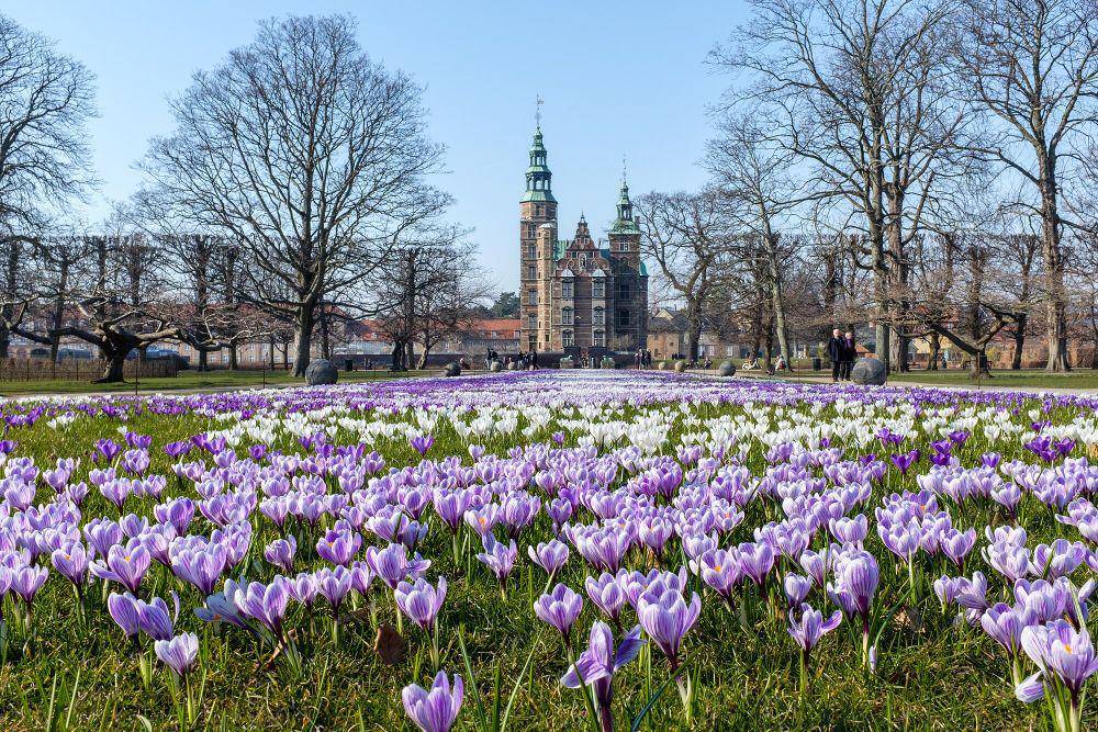 potret Kongens Have (commons.m.wikimedia.org/Kristoffer Trolle)