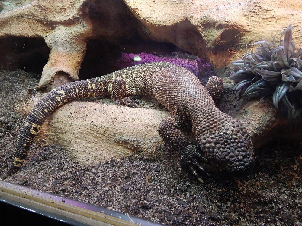 Mexican Beaded Lizard (commons.wikimedia.org/Zythème)