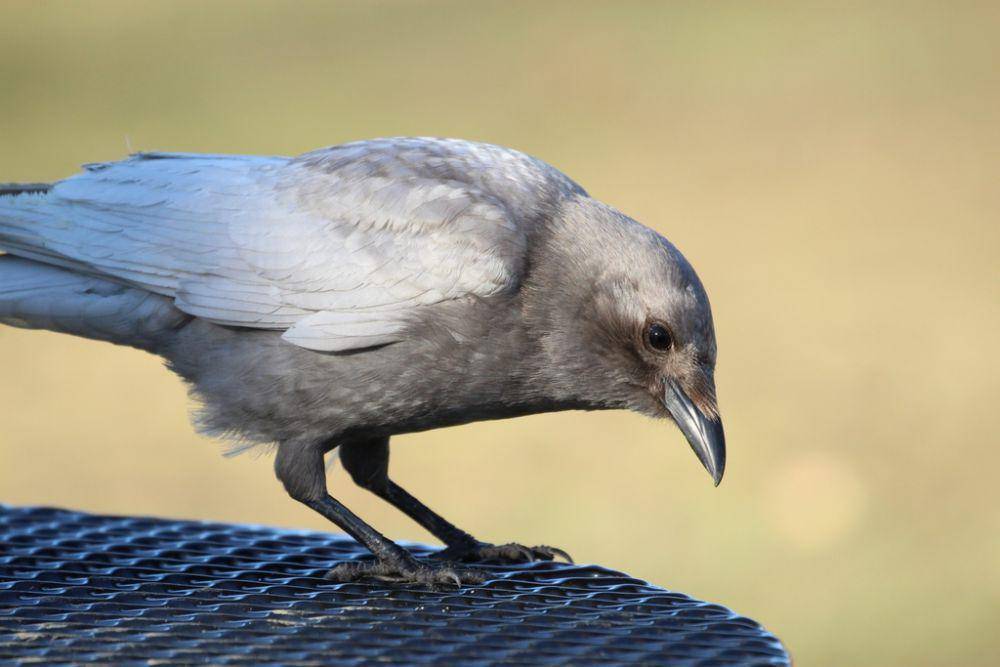 Gagak amerika (inaturalist.org/Jason Stovin)