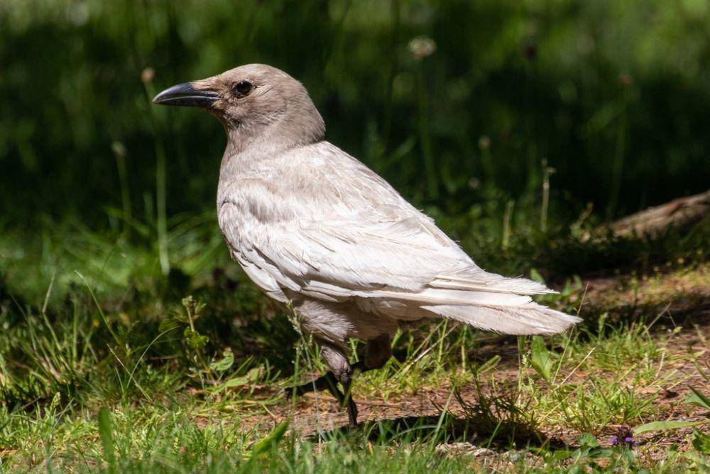 Gagak amerika (inaturalist.org/Jason Stovin)