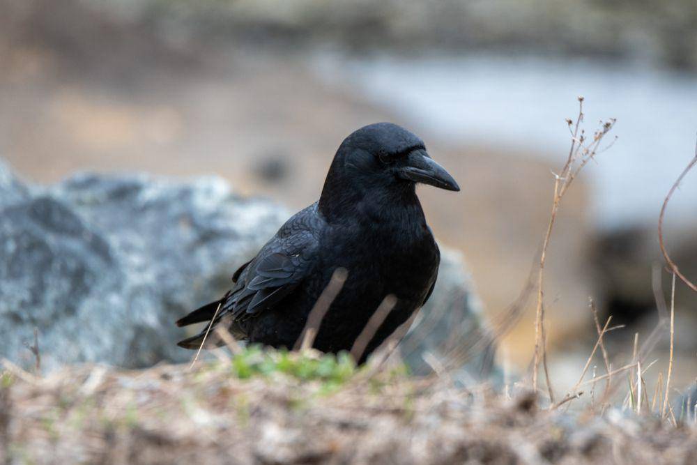 Gagak amerika (inaturalist.org/Stephen Flynn)