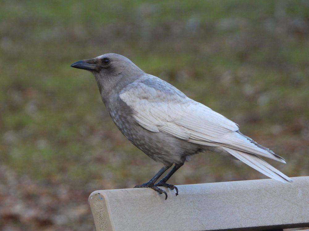 Gagak amerika (inaturalist.org/Justin Flint)