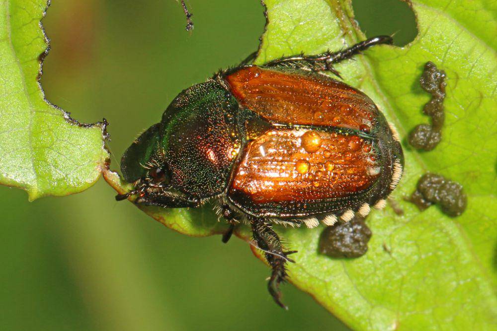 Kumbang jepang (inaturalist.org/Judy Gallagher)