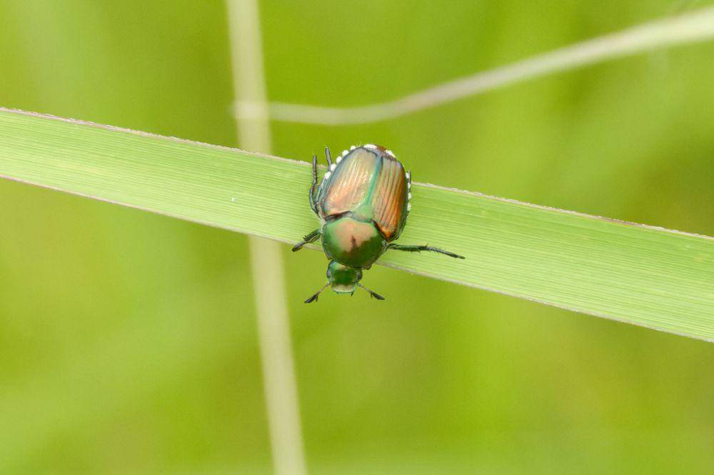 Kumbang jepang (inaturalist.org/Donald Davesne)
