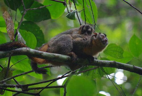 Black-headed night monkey (inaturalist.nz/Simon Kiacz)