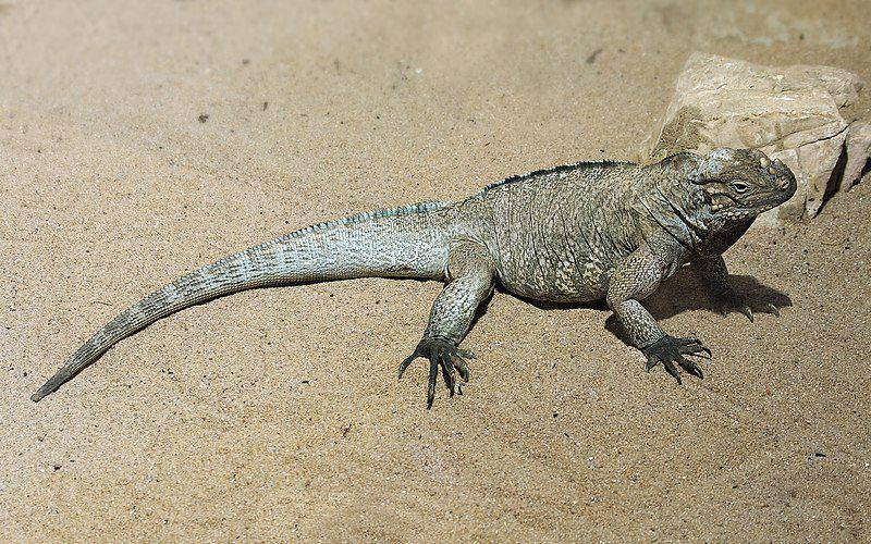 Iguana badak (commons.wikimedia.org/Richard Bartz)