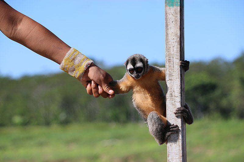 Black-headed night monkey (commons.wikimedia.org/Gabriela Cavalcante)