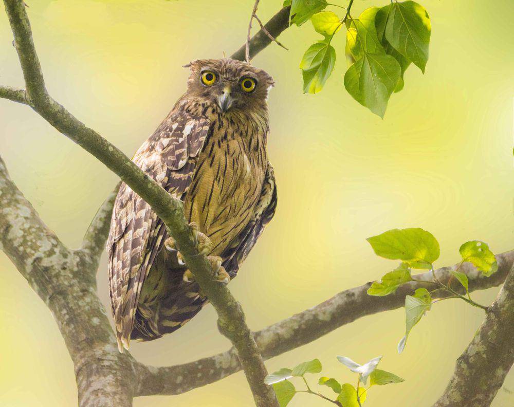 Burung hantu ikan cokelat (commons.wikimedia.org/Hedayeat Ullah)