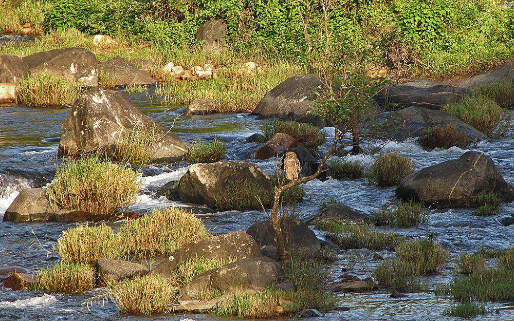 Burung hantu ikan cokelat (commons.wikimedia.org/D momaya)