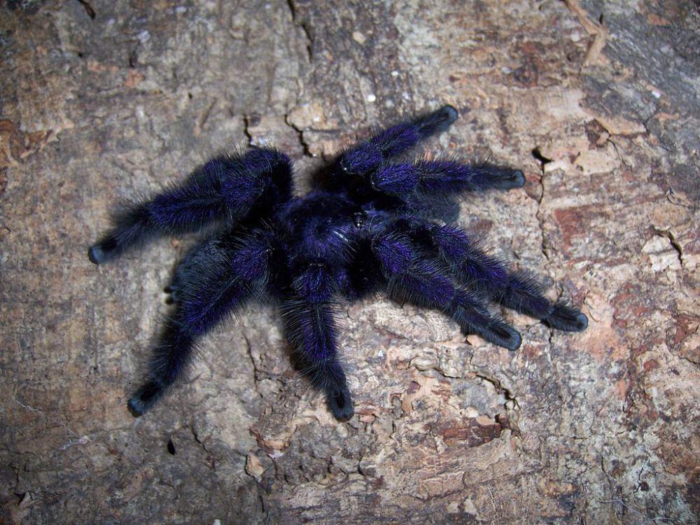 5 Fakta Purple Pinktoe Tarantula, Bisa Melepaskan Rambutnya ke Udara