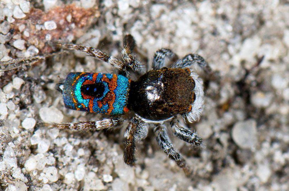 peacock spider (commons.wikimedia.org/Jean and Fred Hort)