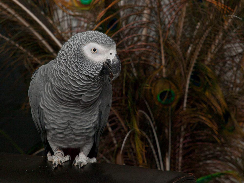 5 Fakta African Grey Parrot, Burung Cerdas yang Bisa Meniru Suara